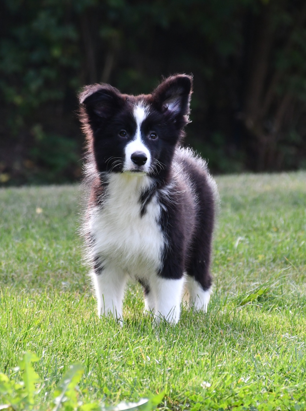 Of Pacific Spirit - Chiots disponibles - Border Collie