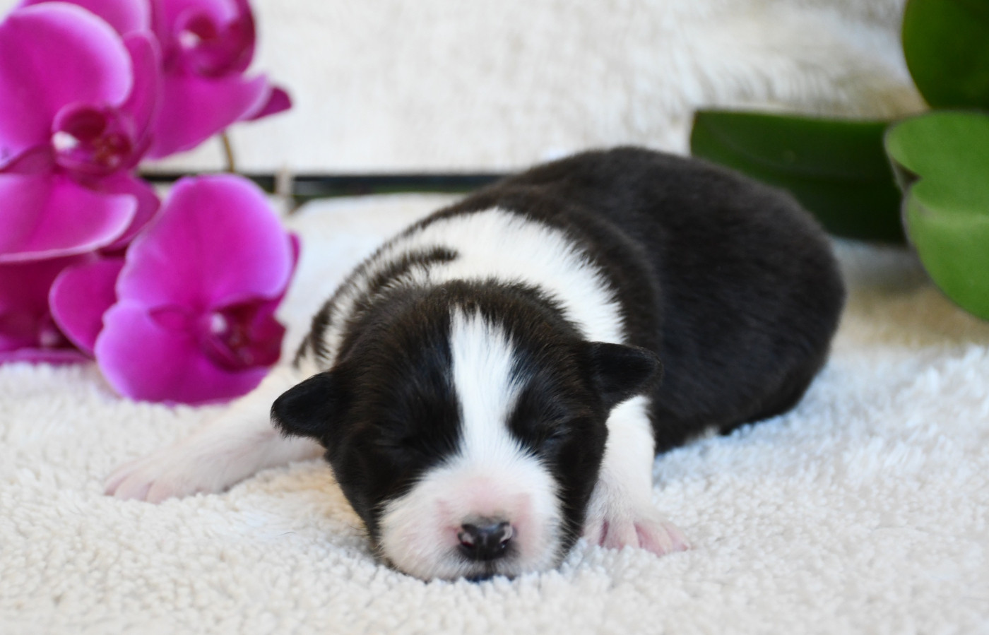 Of Pacific Spirit - Chiots disponibles - Border Collie