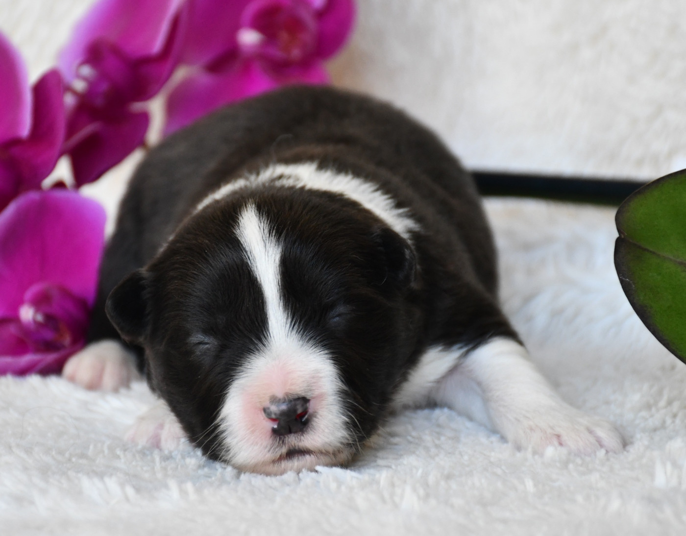 Of Pacific Spirit - Chiots disponibles - Border Collie