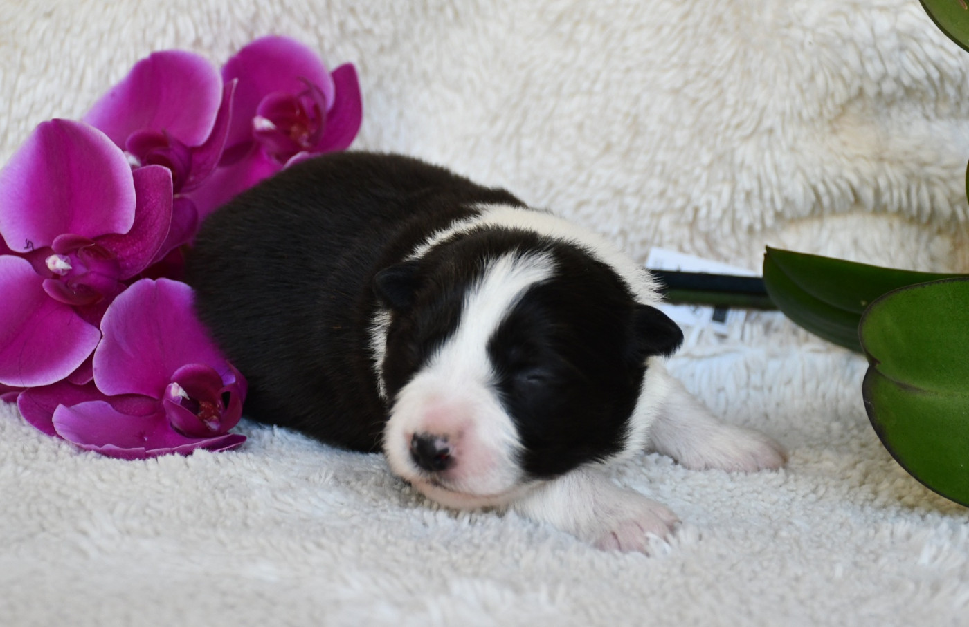 Of Pacific Spirit - Chiots disponibles - Border Collie