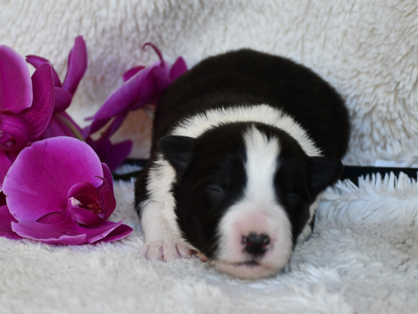 Of Pacific Spirit - Chiots disponibles - Border Collie