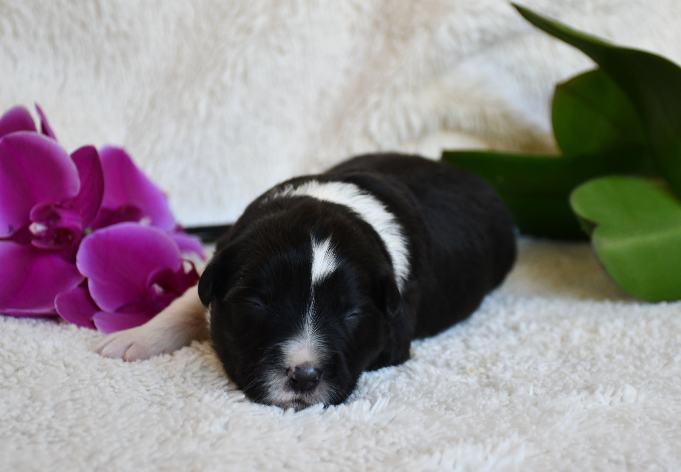 Of Pacific Spirit - Chiots disponibles - Border Collie