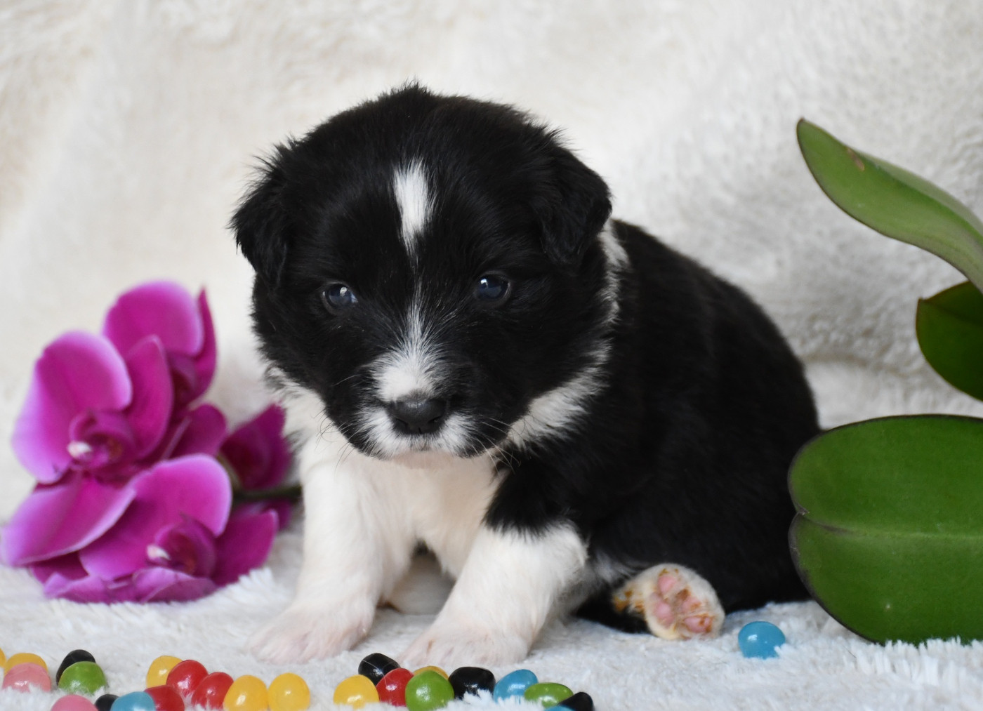 Of Pacific Spirit - Chiots disponibles - Border Collie