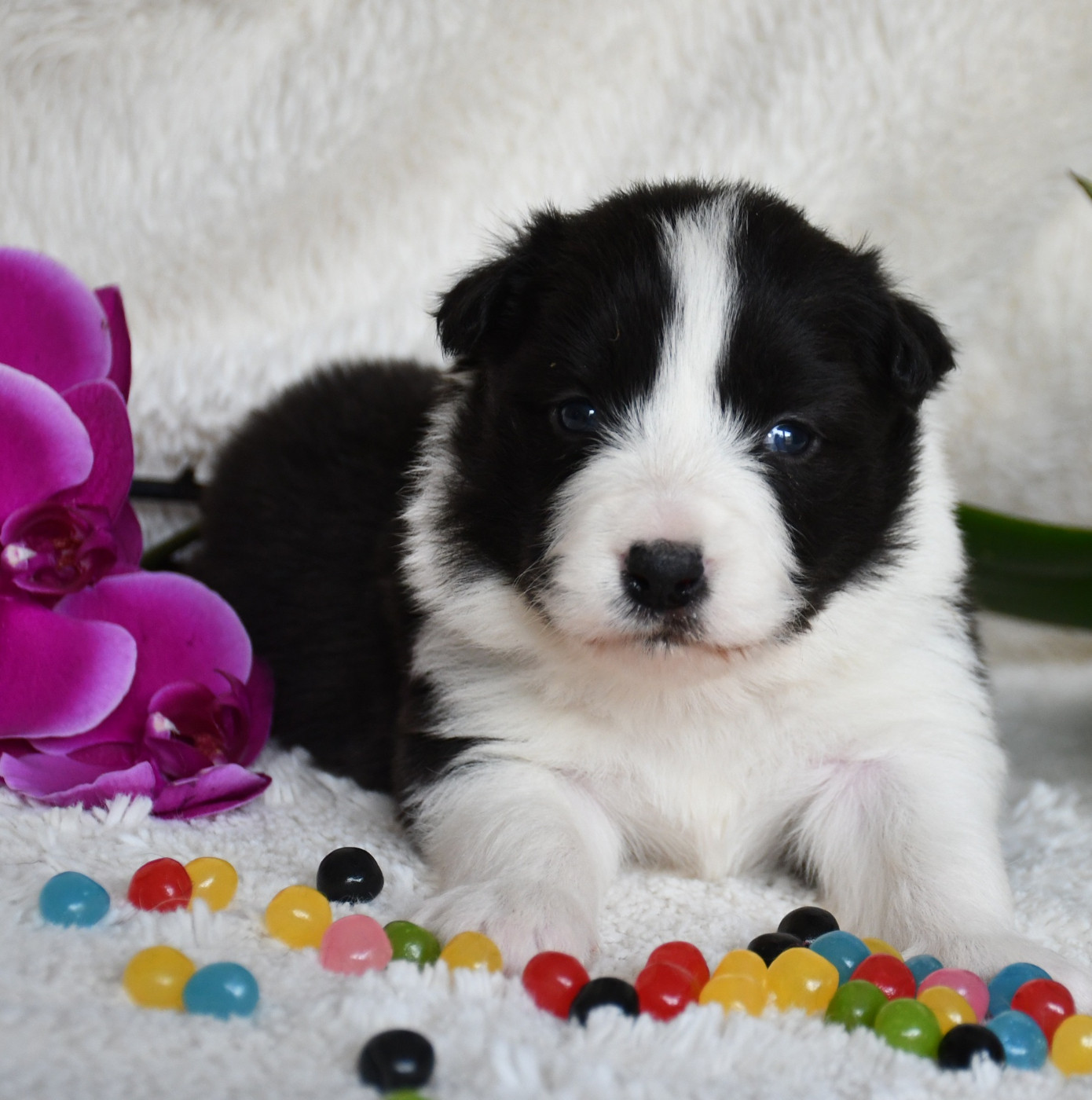 Of Pacific Spirit - Chiots disponibles - Border Collie