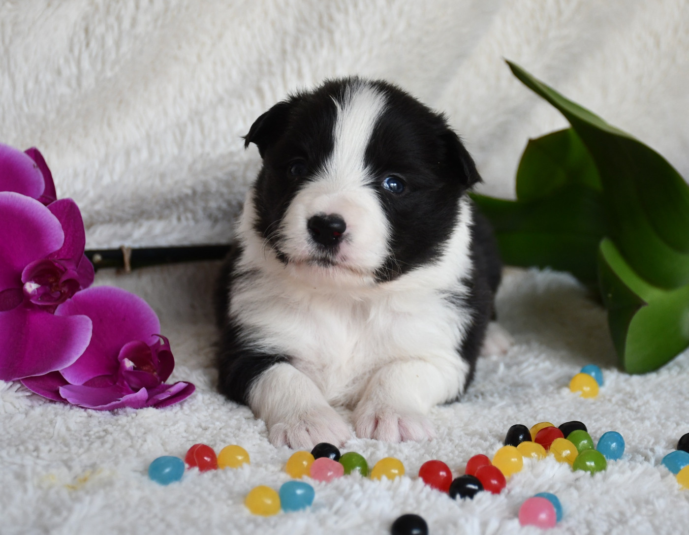 Of Pacific Spirit - Chiots disponibles - Border Collie