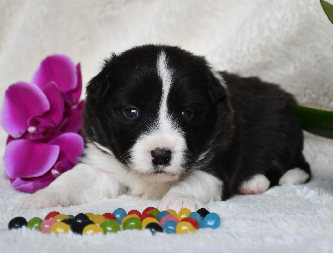 Of Pacific Spirit - Chiots disponibles - Border Collie
