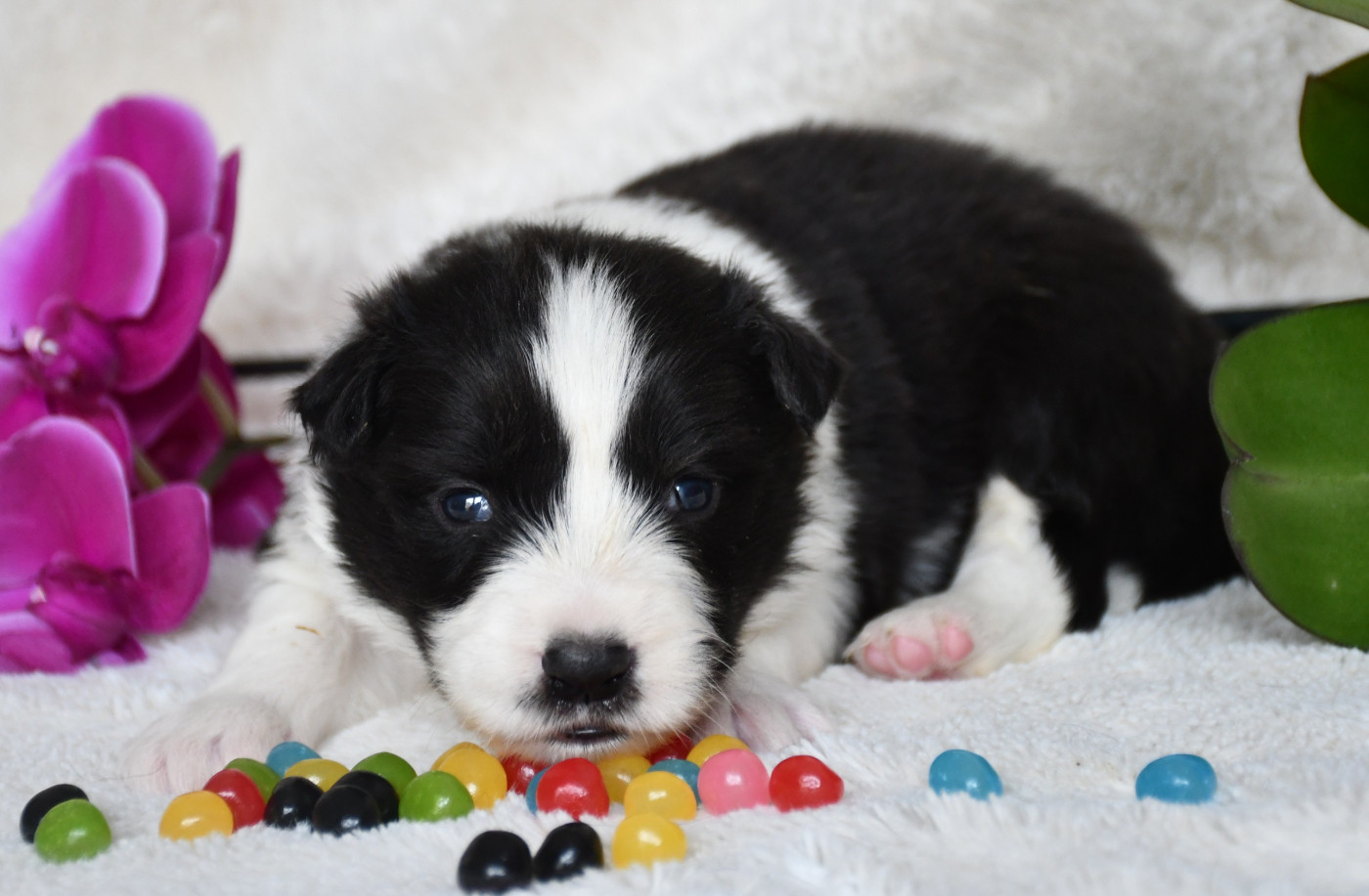 Of Pacific Spirit - Chiots disponibles - Border Collie