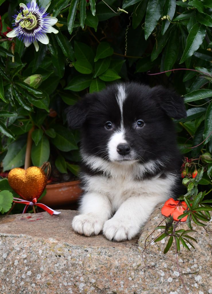 Of Pacific Spirit - Chiots disponibles - Border Collie