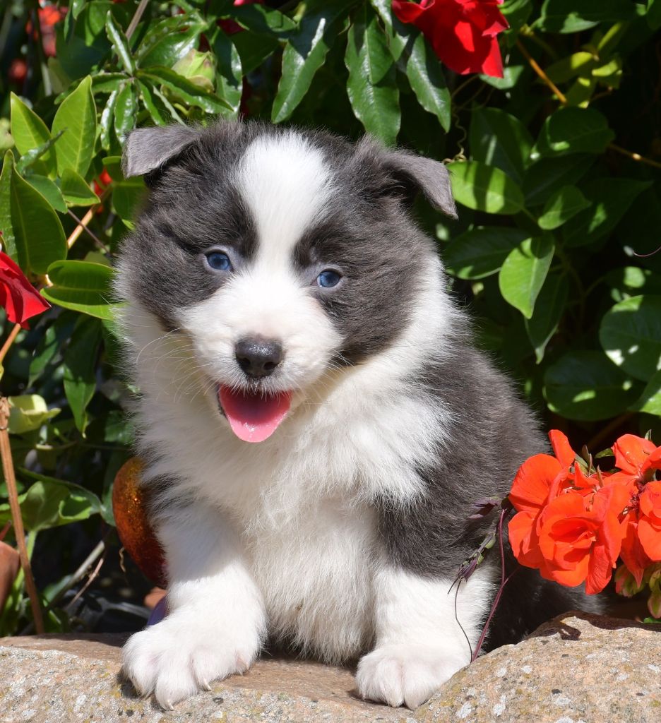 Of Pacific Spirit - Chiots disponibles - Border Collie