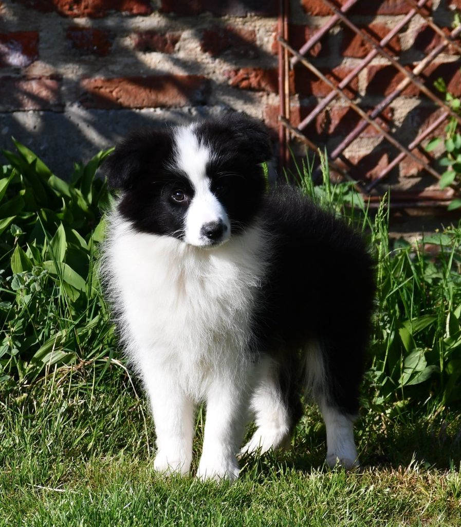 Of Pacific Spirit - Chiots disponibles - Border Collie
