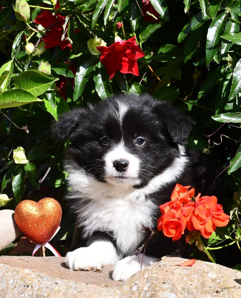 Of Pacific Spirit - Chiots disponibles - Border Collie