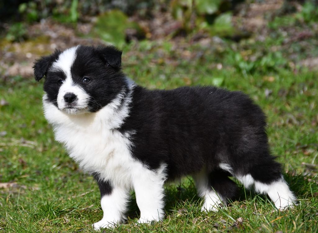 Of Pacific Spirit - Chiots disponibles - Border Collie