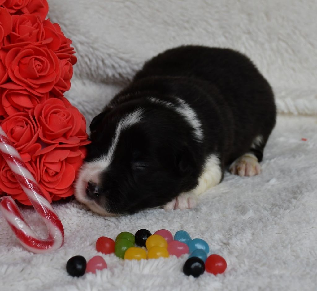 Of Pacific Spirit - Chiots disponibles - Border Collie