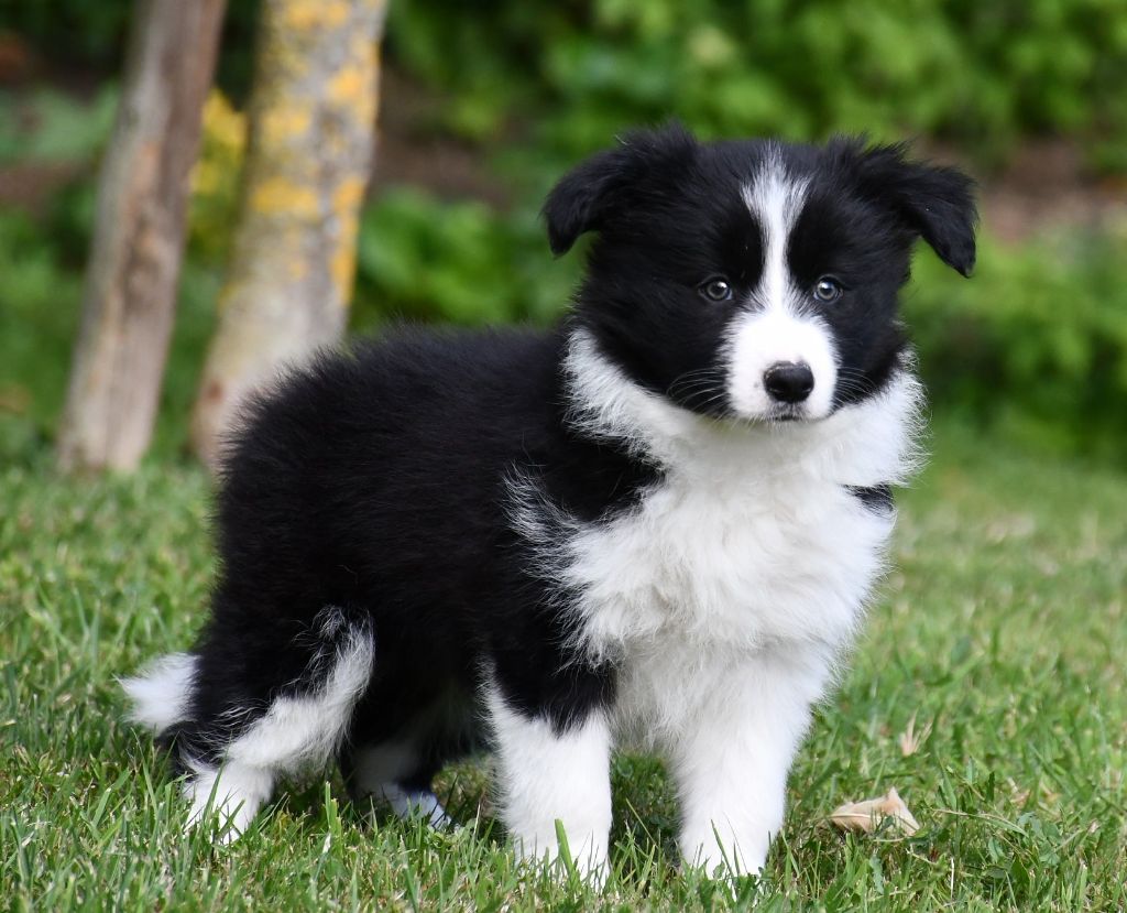 Of Pacific Spirit - Chiots disponibles - Border Collie