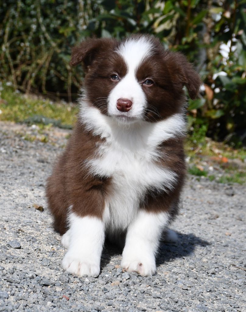 Of Pacific Spirit - Chiots disponibles - Border Collie