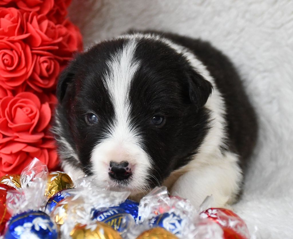 Of Pacific Spirit - Chiots disponibles - Border Collie