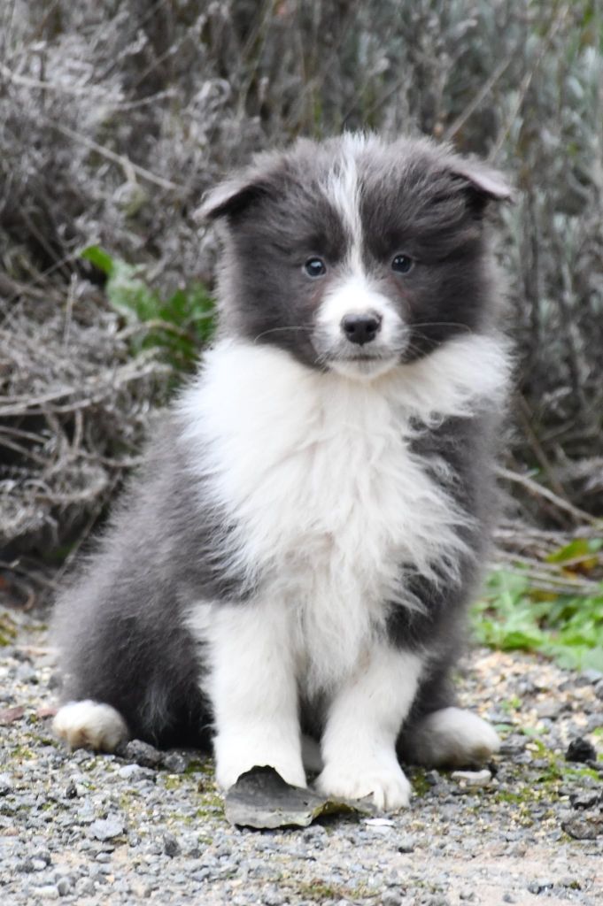 Of Pacific Spirit - Chiots disponibles - Border Collie