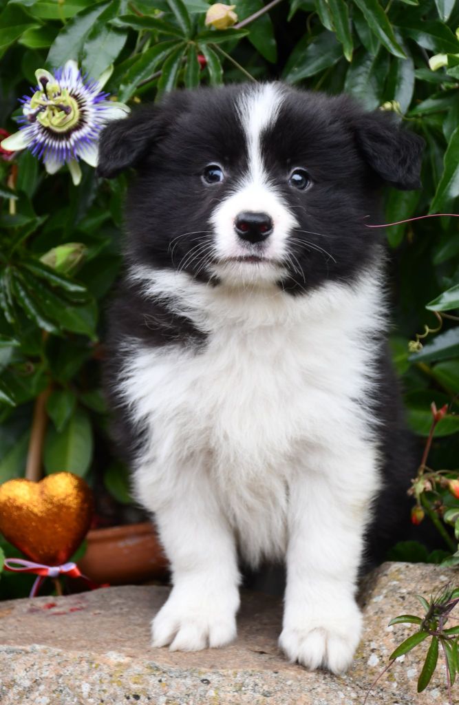 Of Pacific Spirit - Chiots disponibles - Border Collie