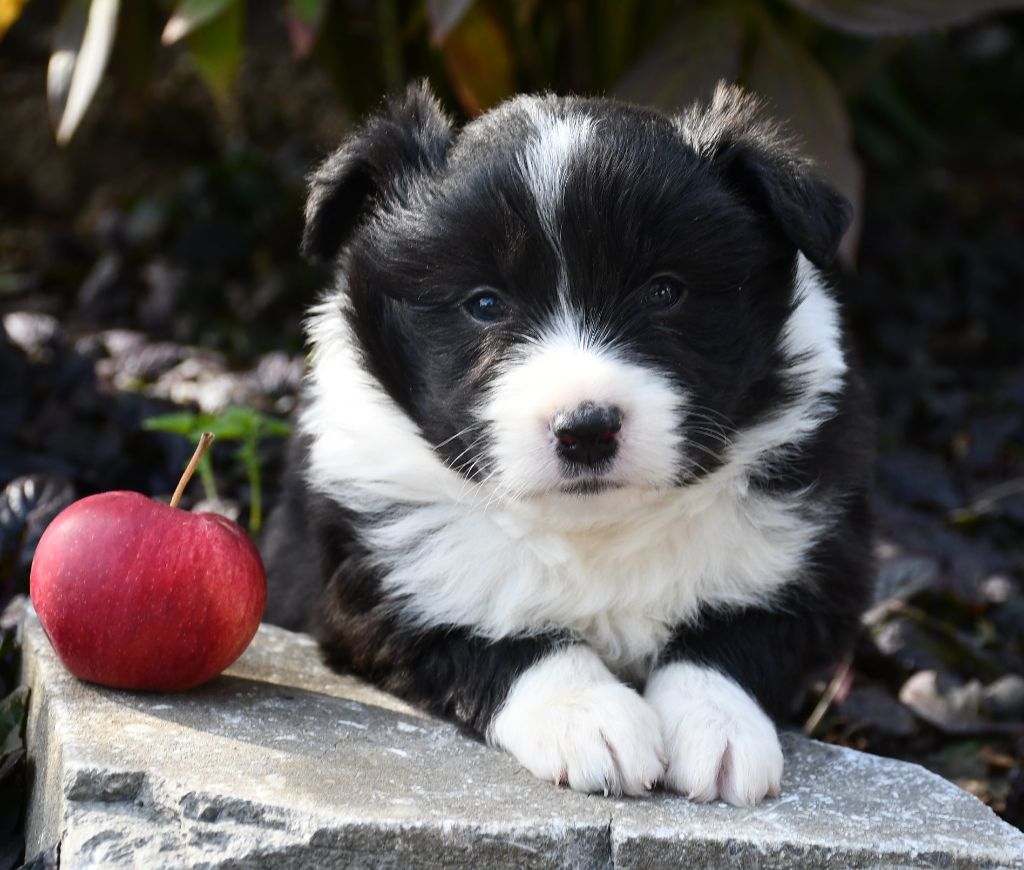 Of Pacific Spirit - Chiots disponibles - Border Collie