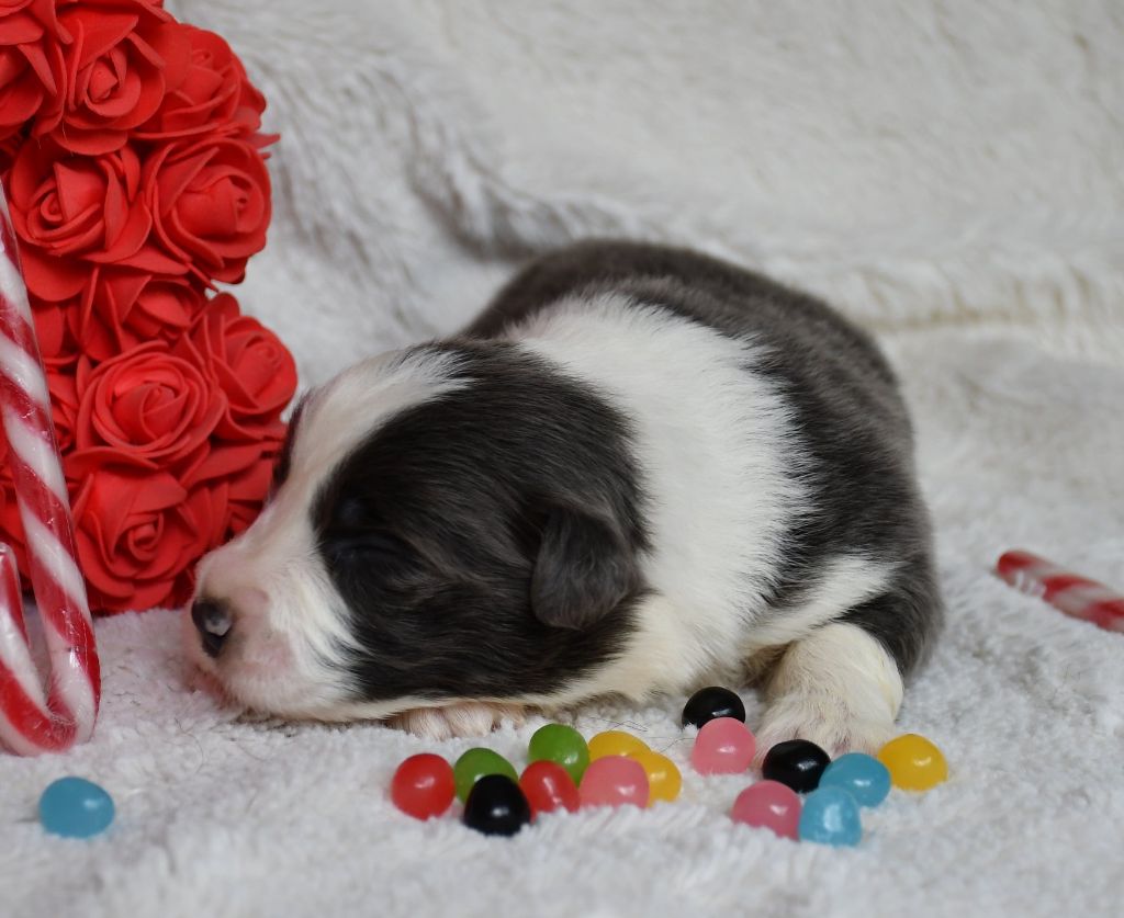 Of Pacific Spirit - Chiots disponibles - Border Collie