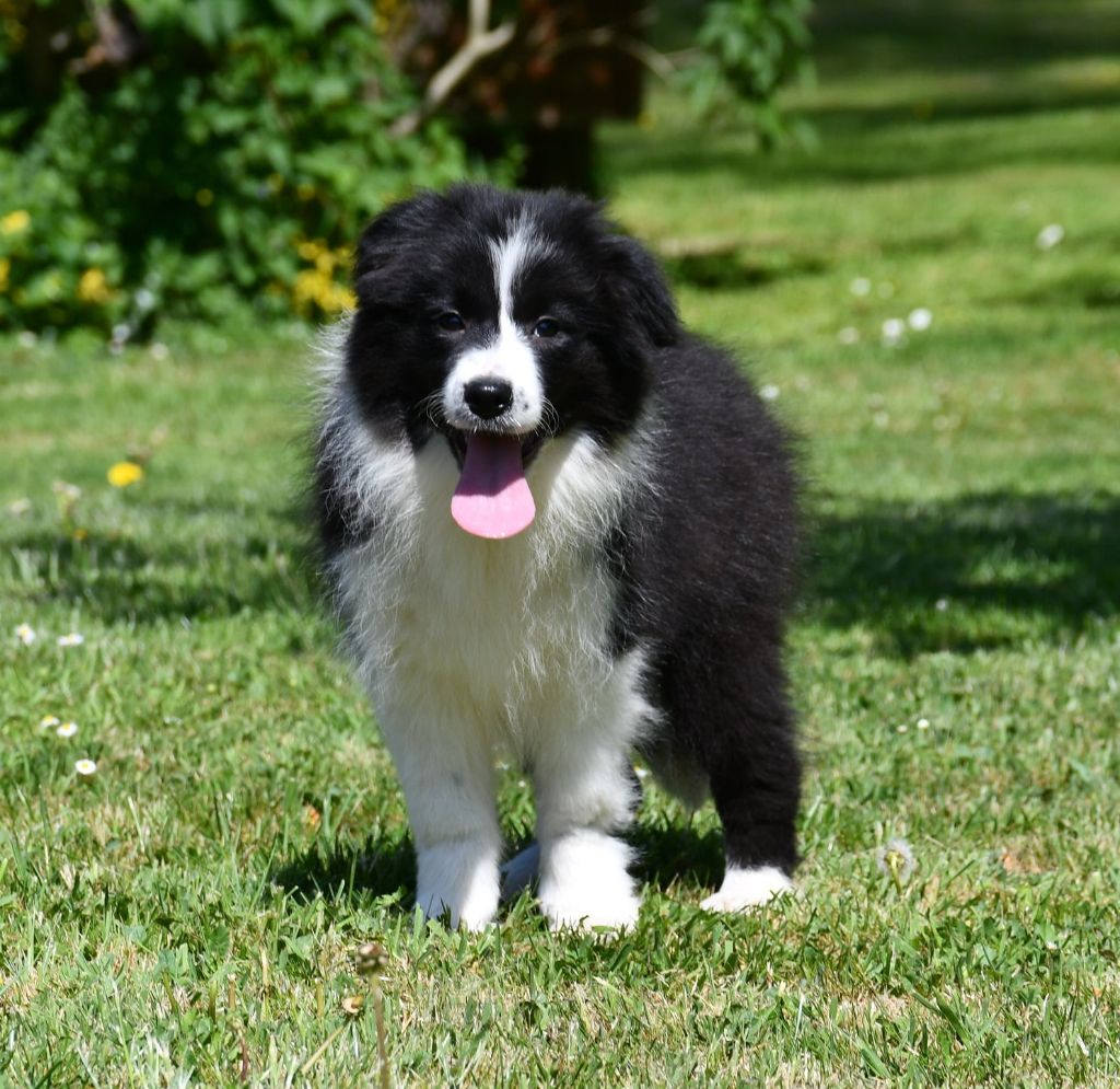 Of Pacific Spirit - Chiots disponibles - Border Collie