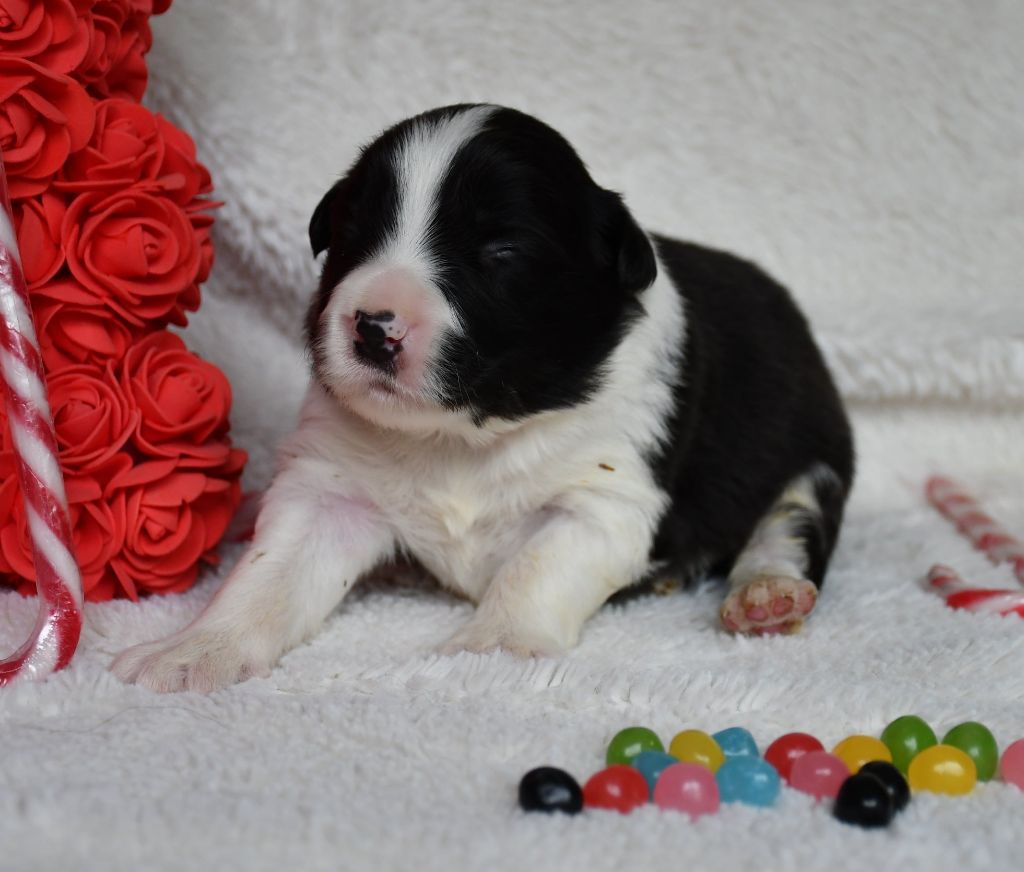 Of Pacific Spirit - Chiots disponibles - Border Collie