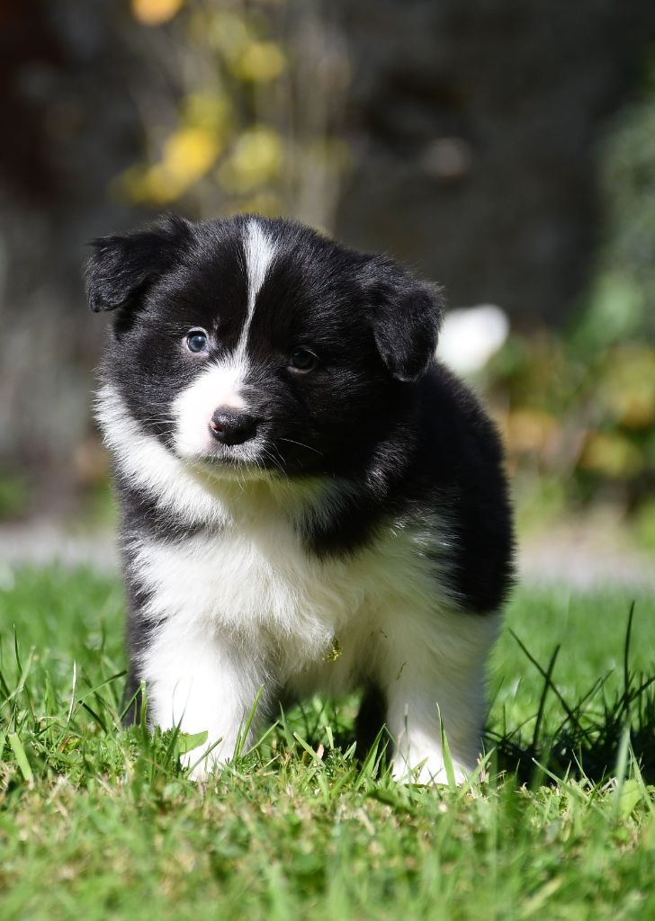 Of Pacific Spirit - Chiots disponibles - Border Collie