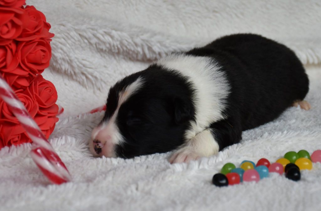 Of Pacific Spirit - Chiots disponibles - Border Collie