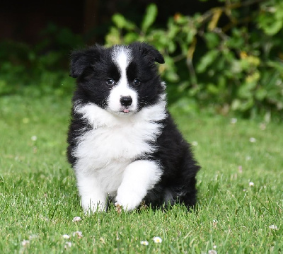 CHIOT 1