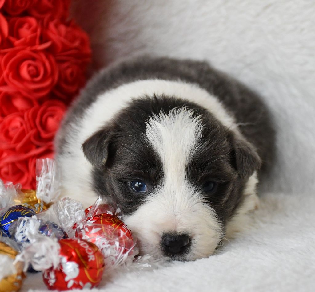 Of Pacific Spirit - Chiots disponibles - Border Collie