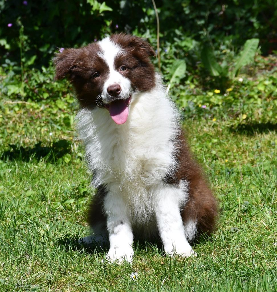 Of Pacific Spirit - Chiots disponibles - Border Collie