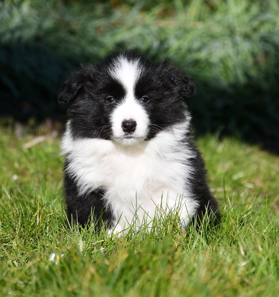 Of Pacific Spirit - Chiots disponibles - Border Collie