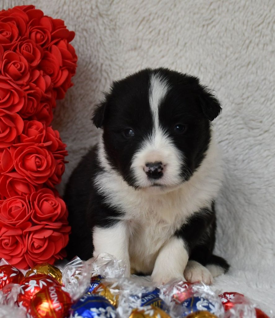 Of Pacific Spirit - Chiots disponibles - Border Collie