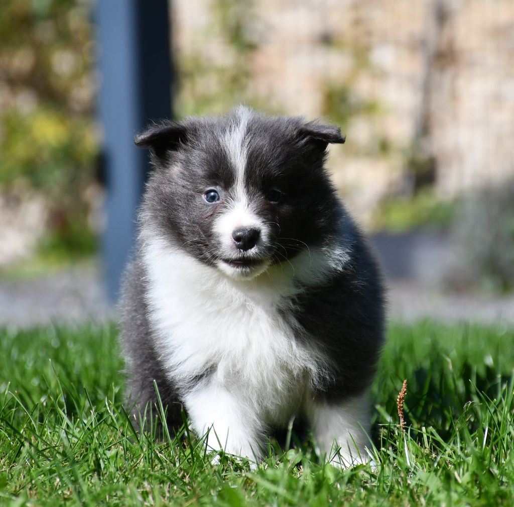 Of Pacific Spirit - Chiots disponibles - Border Collie
