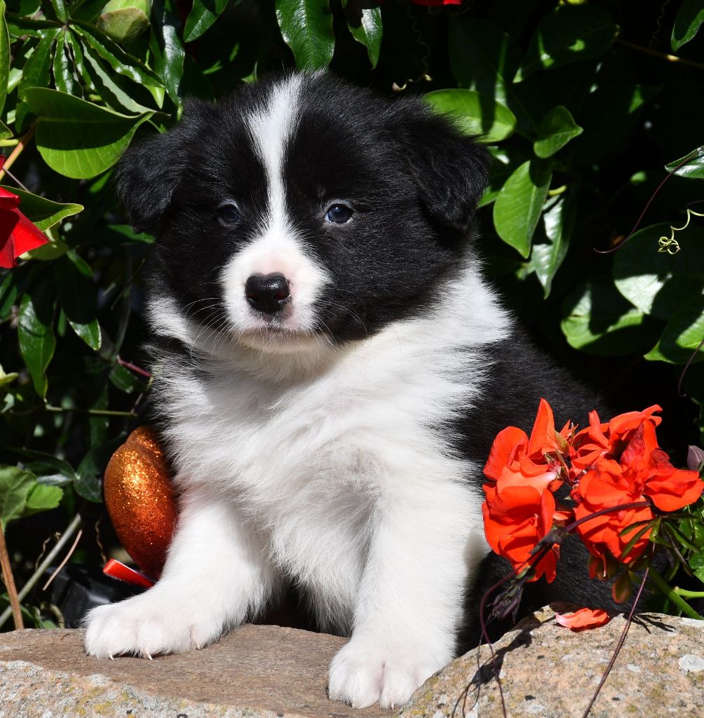 Of Pacific Spirit - Chiots disponibles - Border Collie