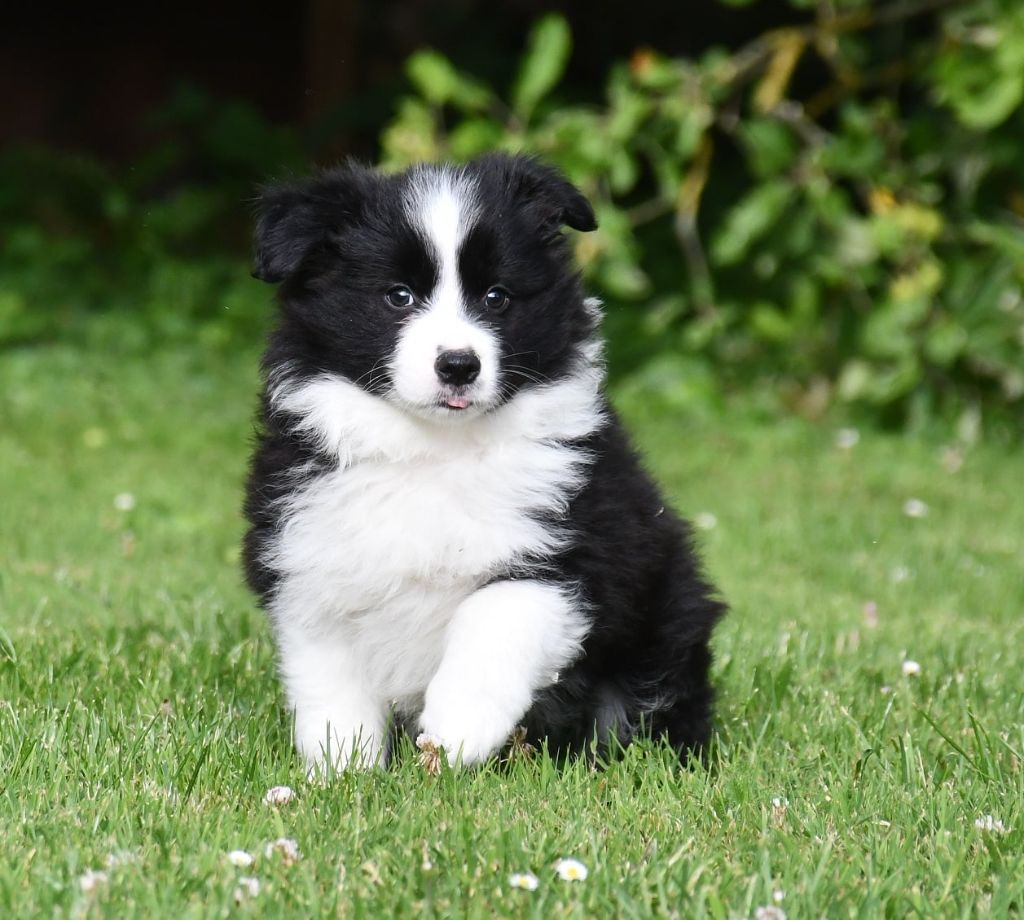 Of Pacific Spirit - Chiots disponibles - Border Collie
