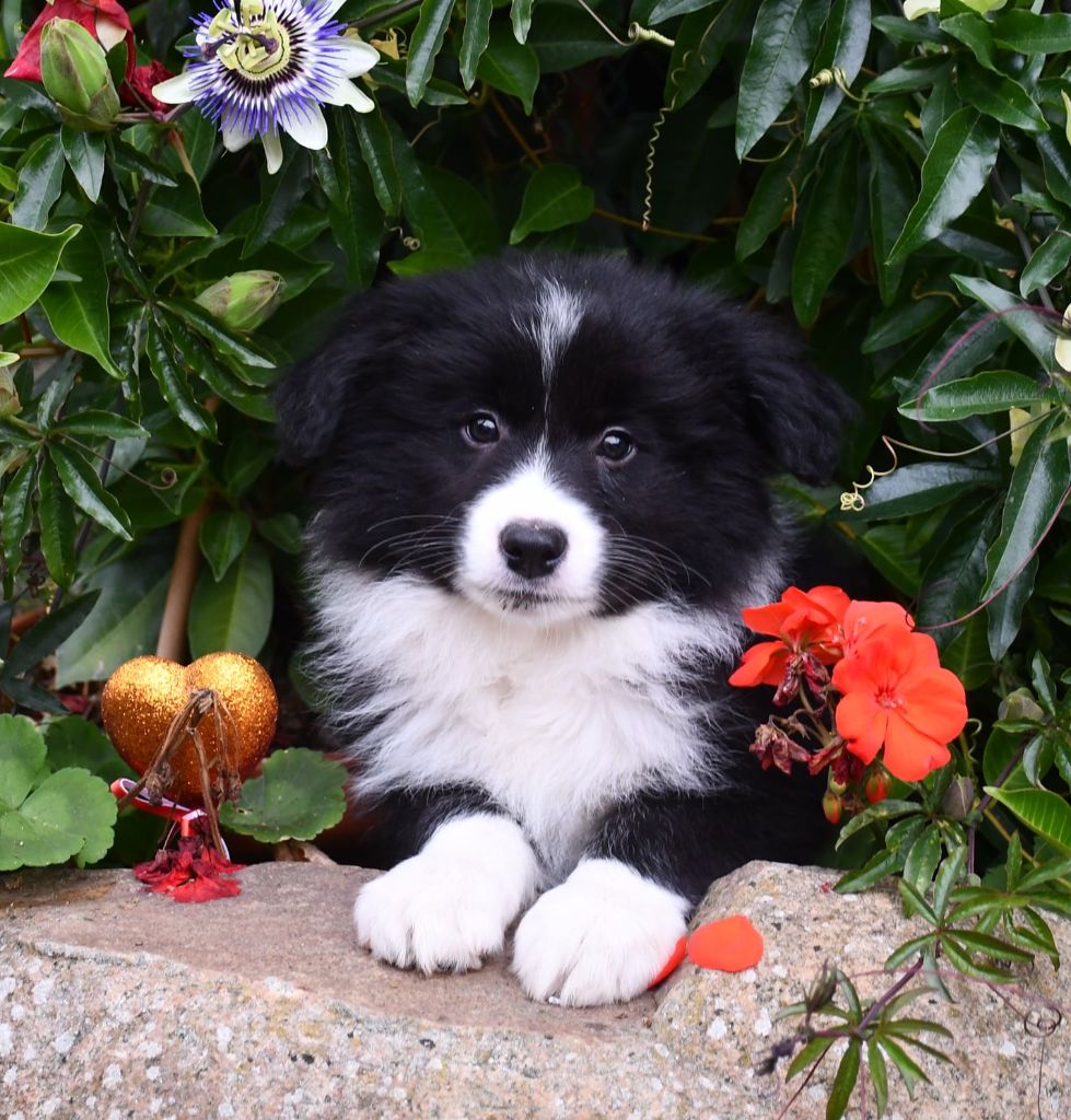 Of Pacific Spirit - Chiots disponibles - Border Collie