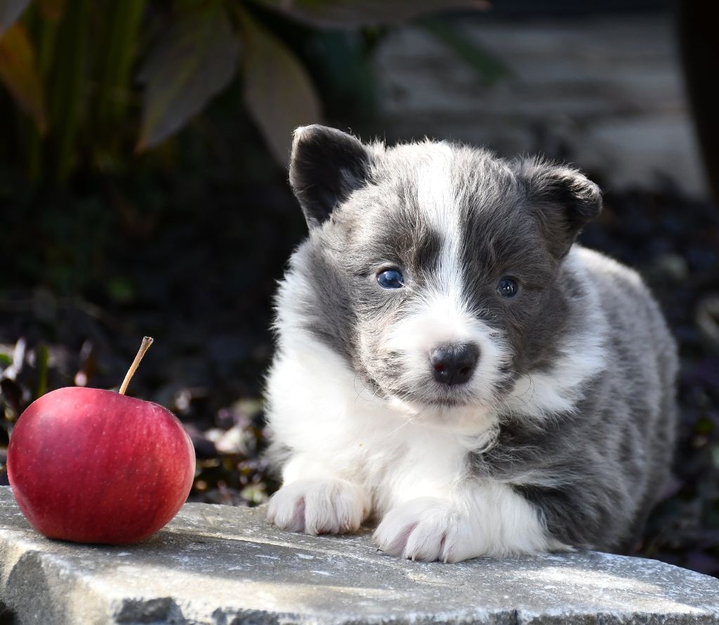 Of Pacific Spirit - Chiots disponibles - Border Collie
