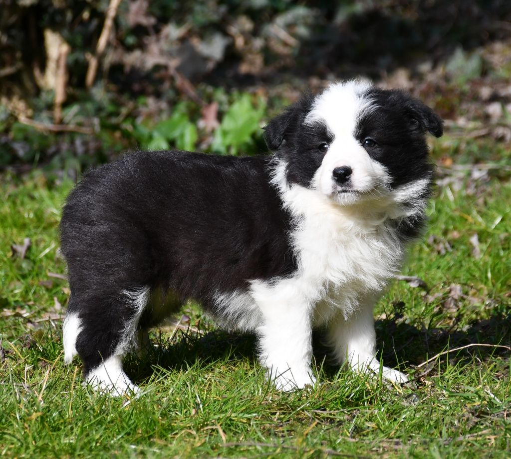 Of Pacific Spirit - Chiots disponibles - Border Collie