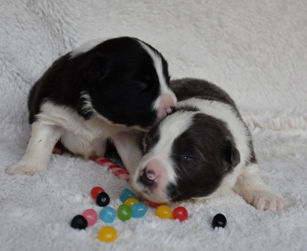 Chiot Border Collie Of Pacific Spirit